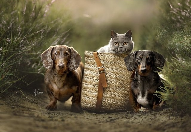 5 причин взять питомца из приюта, а не из зоомагазина