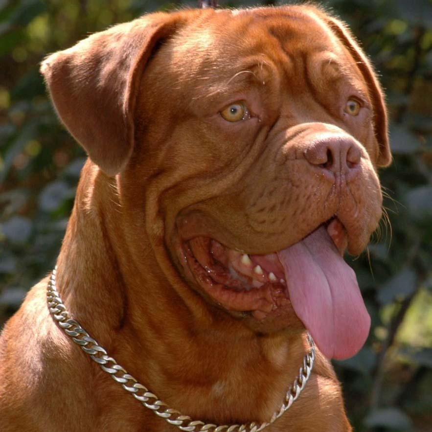 Бордоский дог — «мягкий гигант» с комичной мимикой