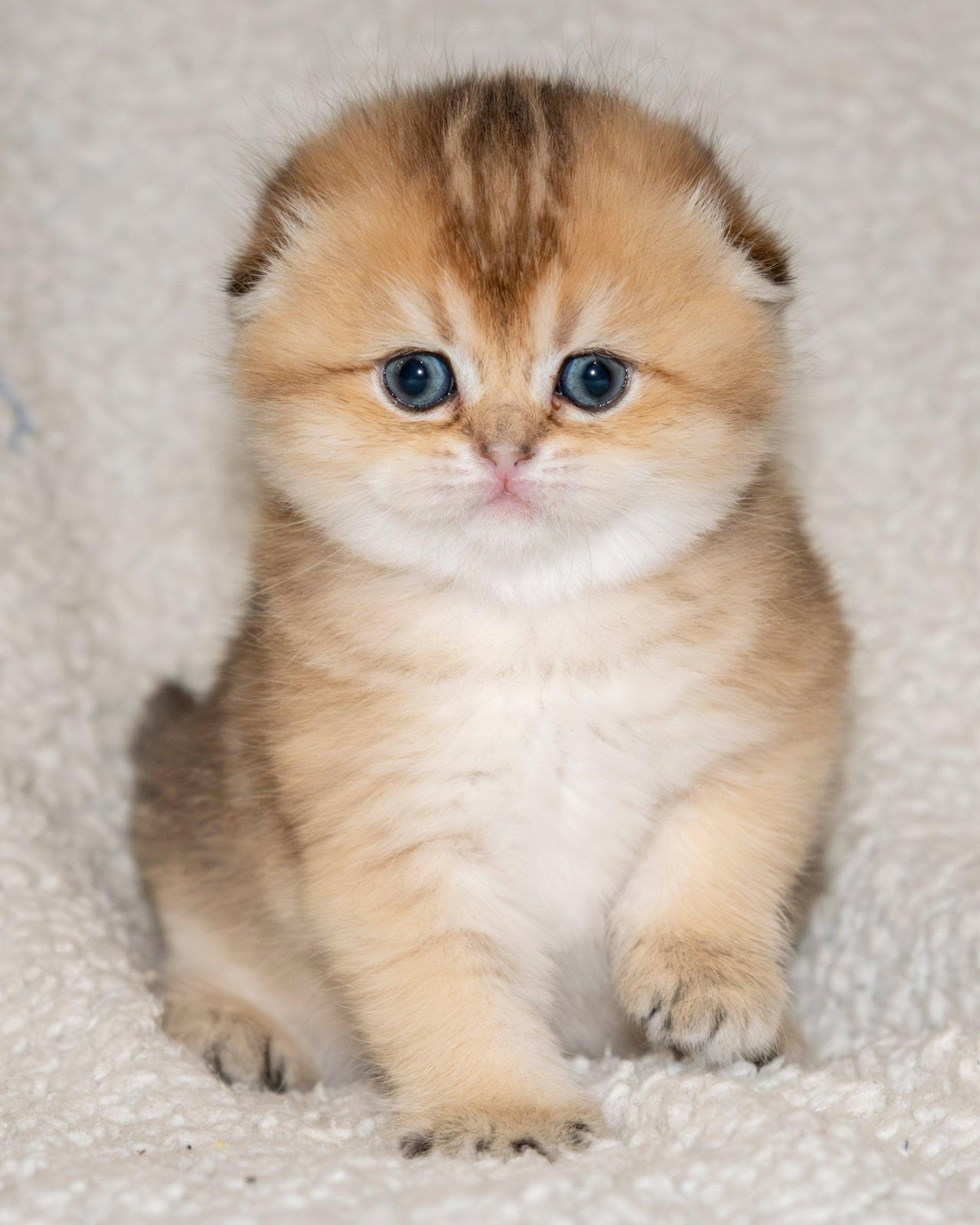 Скоттиш фолд — кошка с ушами-ложечками